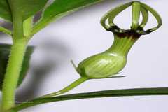 Ceropegia noorjahaniae